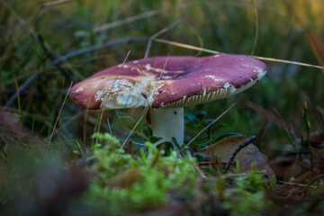 Grzyb, Bory Tucholskie  © Patryk