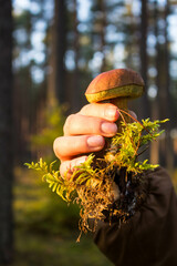 Grzyb, Bory Tucholskie  © Patryk