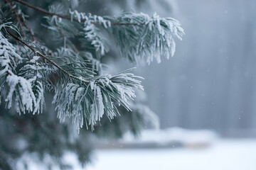 A close-up of frosty evergreen branches, adorned with snow, creating a serene winter atmosphere amidst a blurred snowy background.