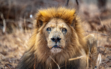 Male lion looking at camera