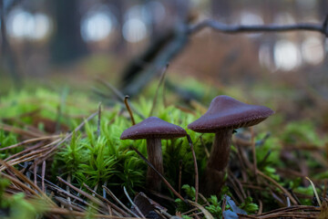 Grzyb, Bory Tucholskie  © Patryk