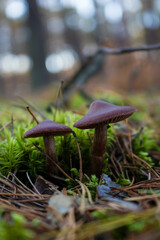 Grzyb, Bory Tucholskie  © Patryk