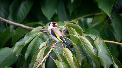 szczygieł na czereśni
