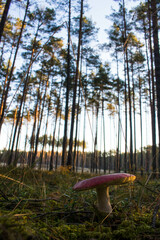 Las, Bory Tucholskie  © Patryk