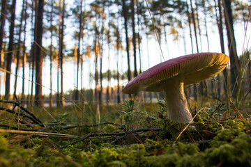 Grzyb, Bory Tucholskie  © Patryk