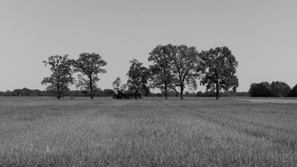 Pole zboża z drzewami w tle © Piotr