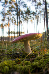 Grzyb, Bory Tucholskie  © Patryk