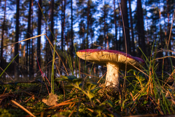 Grzyb, Bory Tucholskie  © Patryk