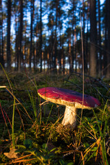 Grzyb, Bory Tucholskie  © Patryk