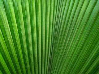 Obraz premium Vanuatu fan palm tree with round shape green leaves. Scientific name is 