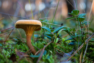 Grzyb, Bory Tucholskie  © Patryk