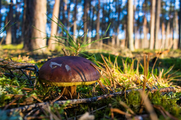 Grzyb, Bory Tucholskie  © Patryk