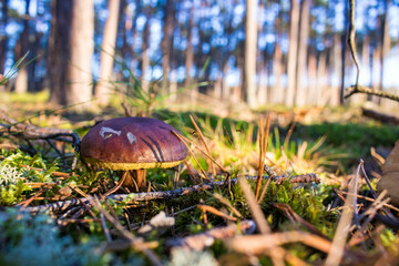 Grzyb, Bory Tucholskie  © Patryk
