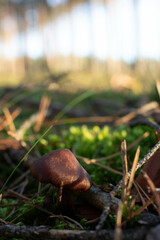 Grzyb, Bory Tucholskie  © Patryk