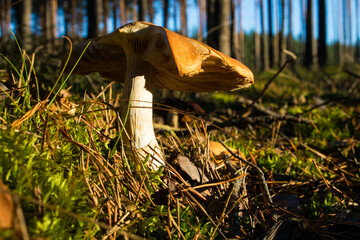 Grzyb, Bory Tucholskie  © Patryk