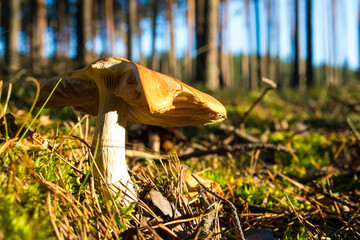 Grzyb, Bory Tucholskie  © Patryk