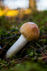 Grzyb, Bory Tucholskie  © Patryk