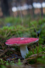 Grzyb, Bory Tucholskie  © Patryk