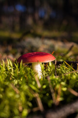 Grzyb, Bory Tucholskie  © Patryk