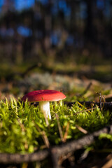 Grzyb, Bory Tucholskie  © Patryk