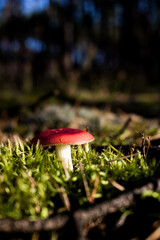 Grzyb, Bory Tucholskie  © Patryk