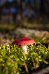 Grzyb, Bory Tucholskie  © Patryk