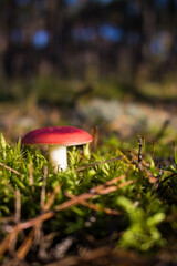 Grzyb, Bory Tucholskie  © Patryk