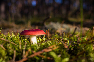 Grzyb, Bory Tucholskie  © Patryk