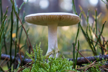 Grzyb, Bory Tucholskie  © Patryk