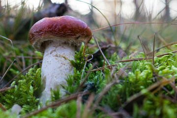 Grzyb, Bory Tucholskie  © Patryk