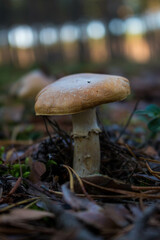 Grzyb, Bory Tucholskie  © Patryk