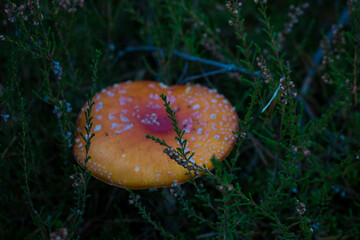 Grzyb, Bory Tucholskie  © Patryk