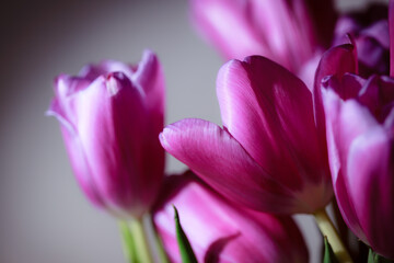 Natural bouquet of spring tulips. Purple tulips on a plain gray background. Valentine's day, mother's day, tenderness day, birthday concept. Soft selective focus. Spring scene. Greeting card.