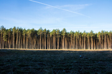 Las , Bory Tucholskie 