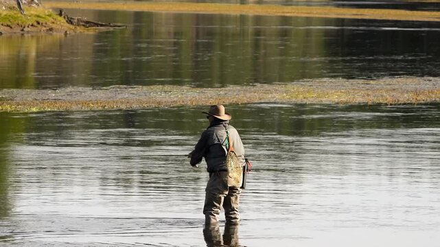 a fly fisherman in waders fishing for cutthroat trout (Oncorhynchus clarkii bouvieri) in Wyoming USA