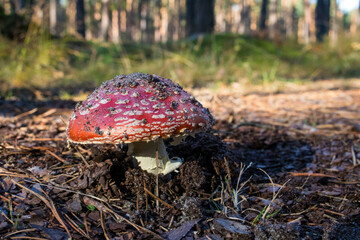 Grzyb, Bory Tucholskie  © Patryk