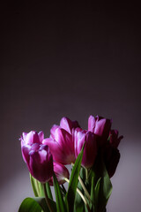 Natural bouquet of spring tulips. Purple tulips on a plain gray background. Valentine's day, mother's day, tenderness day, birthday concept. Soft selective focus. Spring scene. Greeting card.