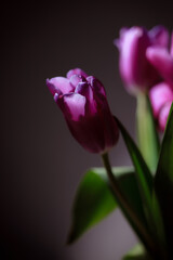 Natural bouquet of spring tulips. Purple tulips on a plain gray background. Valentine's day, mother's day, tenderness day, birthday concept. Soft selective focus. Spring scene. Greeting card.