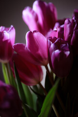Natural bouquet of spring tulips. Purple tulips on a plain gray background. Valentine's day, mother's day, tenderness day, birthday concept. Soft selective focus. Spring scene. Greeting card.