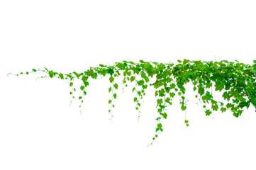 vine frame leaf vine circle Isolate on transparent background PNG file