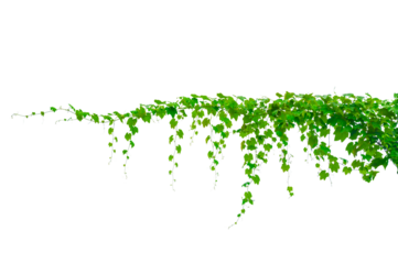 vine frame leaf vine circle Isolate on transparent background PNG file