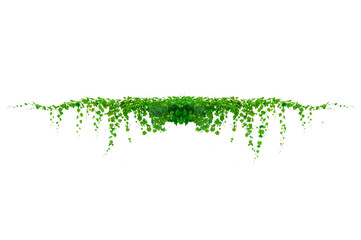 vine frame leaf vine circle Isolate on transparent background PNG file