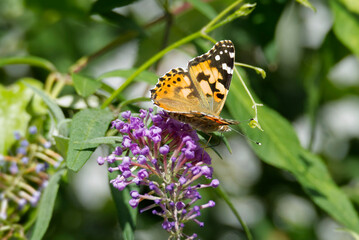 Painted Lady (Vanessa cardui) butterfly perched on summer lilac in Zurich, Switzerland