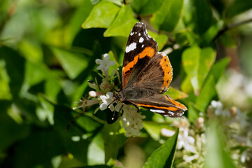 Red admiral butterfly (Vanessa Atalanta) perched on a white flower in Zurich, Switzerland