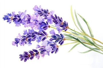 Fototapeta premium Watercolor Lavender Blossom Bouquet. Floral Illustration with Purple Flowers on White Background
