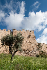 A section of the stone ramparts and walls of the Old City of Jerusalem, in springtime with grass, flowers and olive trees. © Yehoshua Halevi