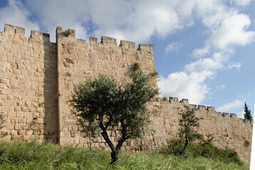 A section of the stone ramparts and walls of the Old City of Jerusalem, in springtime with grass, flowers and olive trees. © Yehoshua Halevi