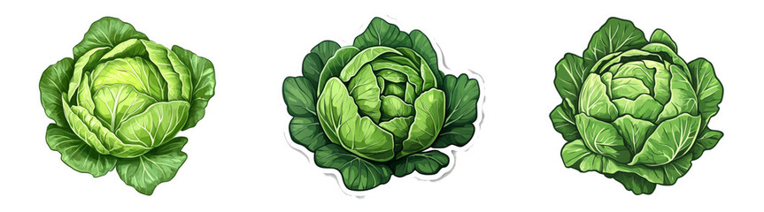 Obraz premium Stylized cabbage heads isolated on transparent background perfect for healthy food packaging or vegetable-themed product designs