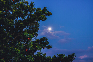 Night sky of trees (samanea saman) with moon and clouds background