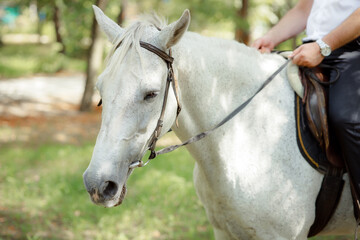 White Andalusian stallion horse on a natural green background. Close-up portrait of a horse in ammunition: bridle, saddle, saddle pad. Equestrian sport concept. A man in a suit rides a white horse.
